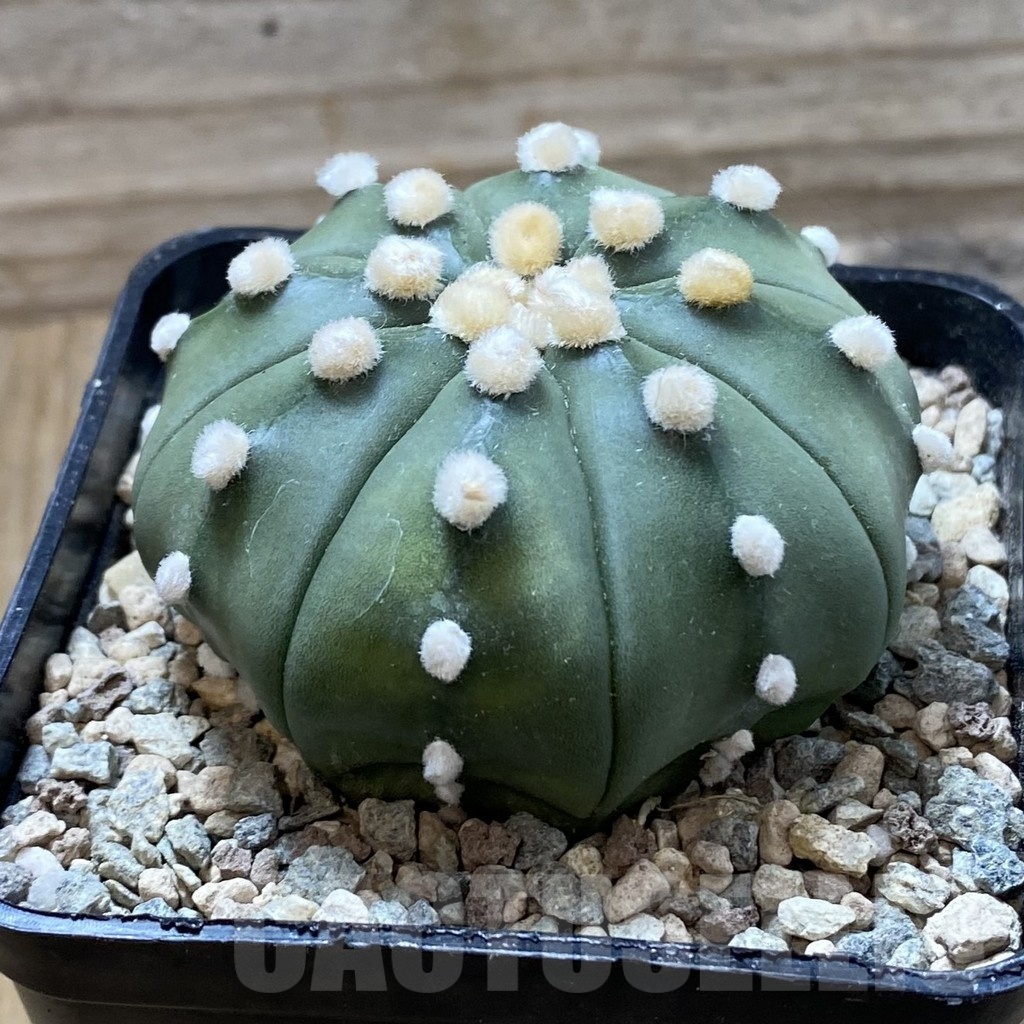 SH24387 Astrophytum asterias ‘Pink’ - Image 3