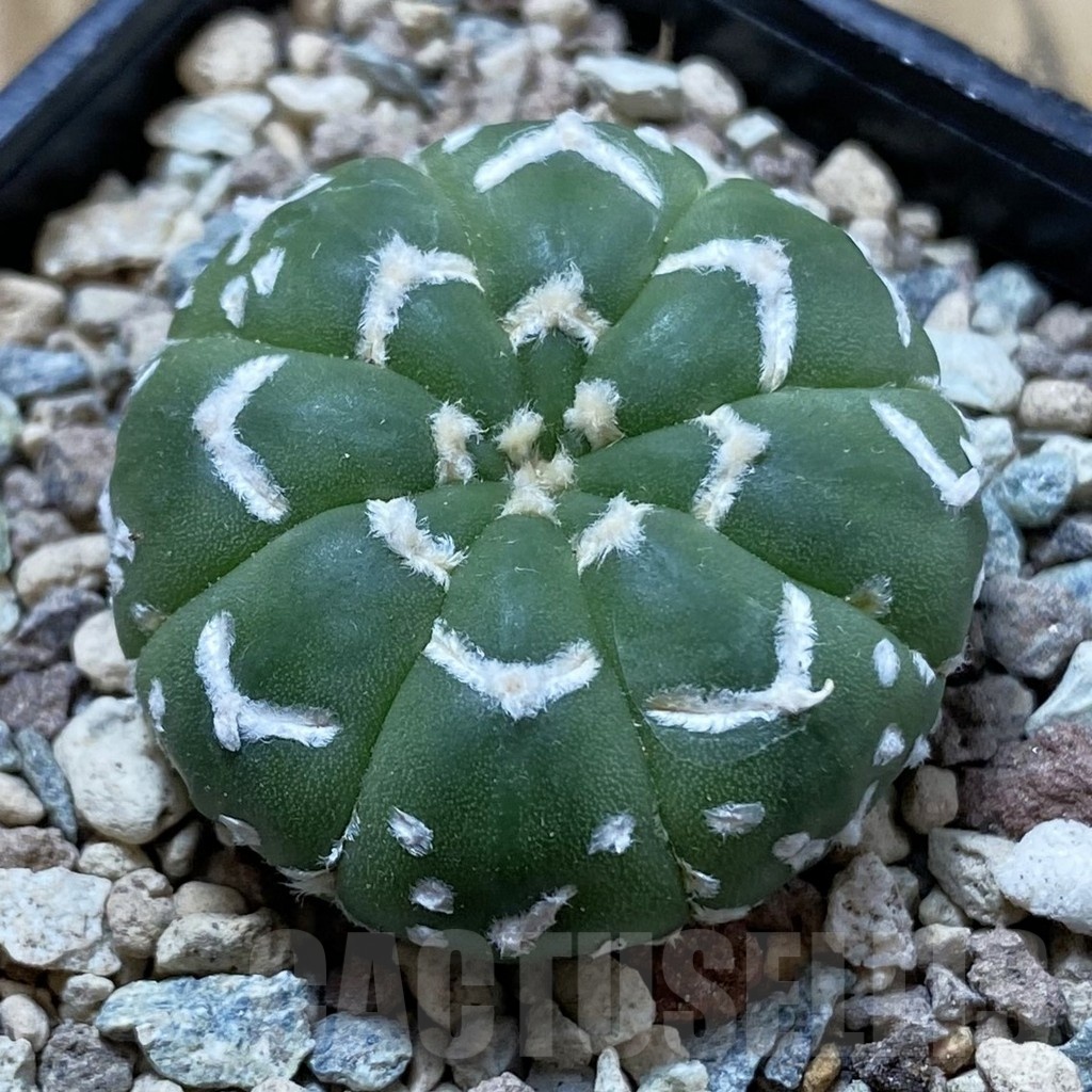 SH24409 Astrophytum asterias ‘Super Kabuto’ V-type f. nudum