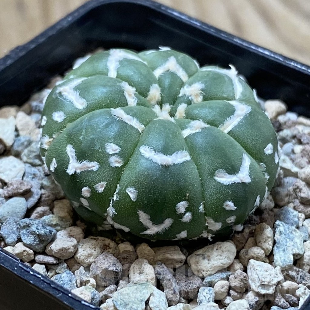SH24409 Astrophytum asterias ‘Super Kabuto’ V-type f. nudum - Image 2