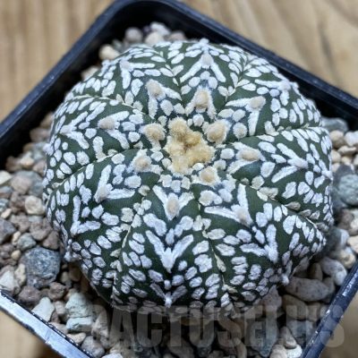 SH24413 Astrophytum asterias ‘Super Kabuto’ V-type