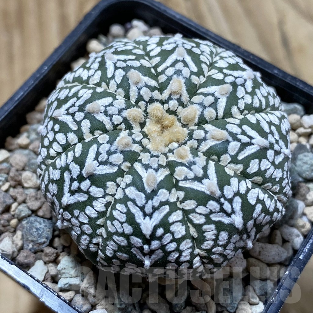 SH24413 Astrophytum asterias ‘Super Kabuto’ V-type