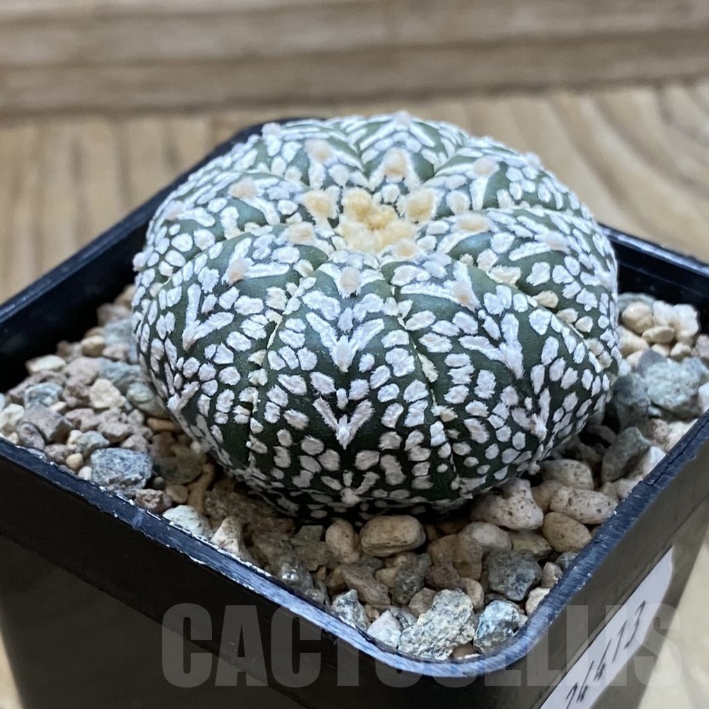SH24413 Astrophytum asterias ‘Super Kabuto’ V-type - Image 2