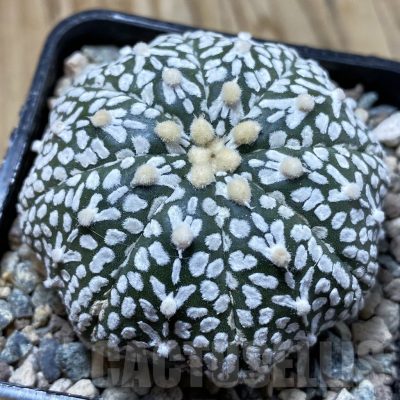 SH24415 Astrophytum asterias ‘Super Kabuto’ V-type