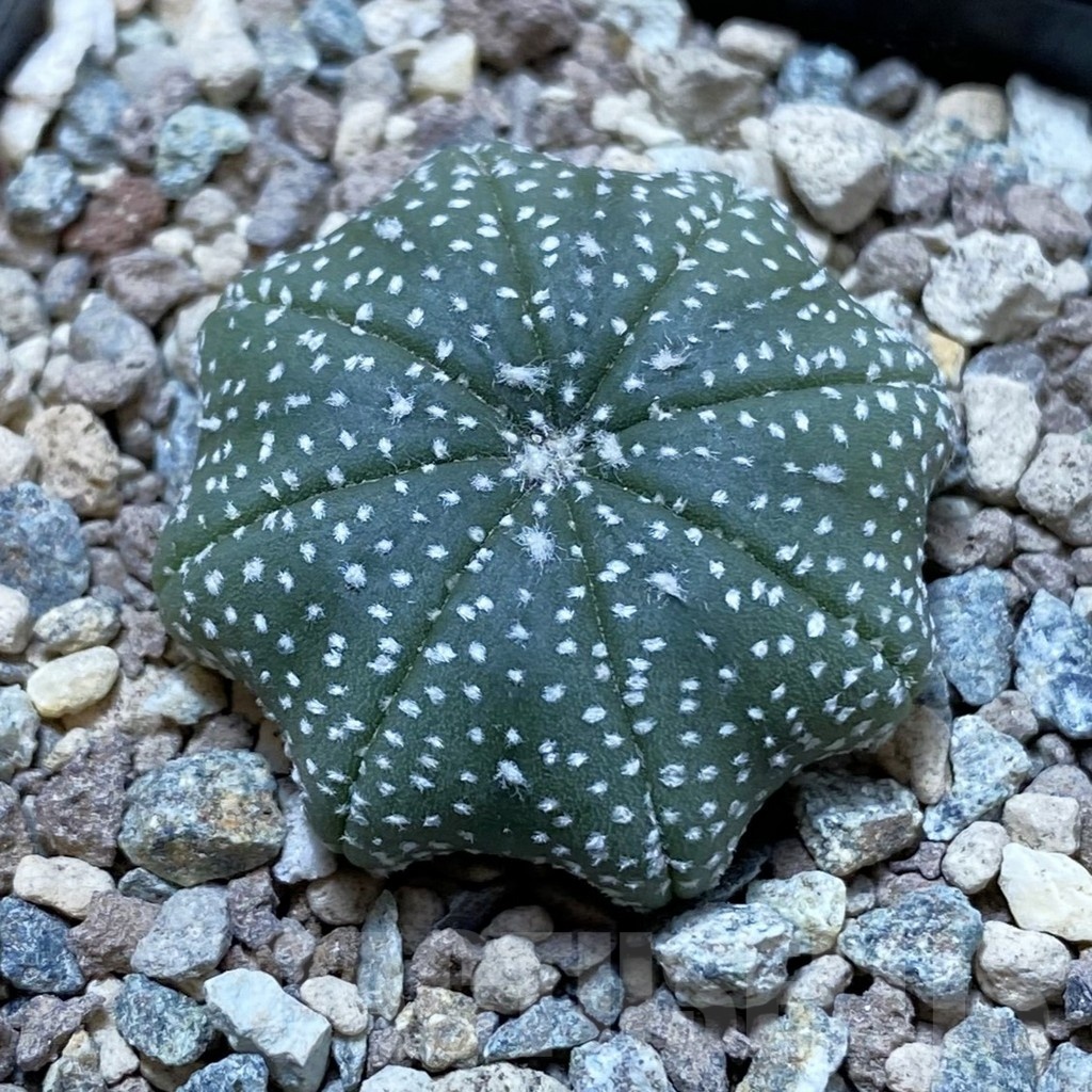 SH24418 Astrophytum asterias ‘Star Shape’