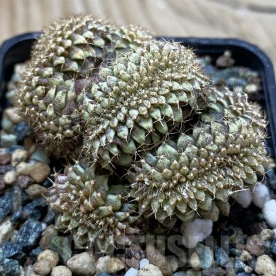 SH24530 Gymnocalycium mihanovichii variegata f. cristata