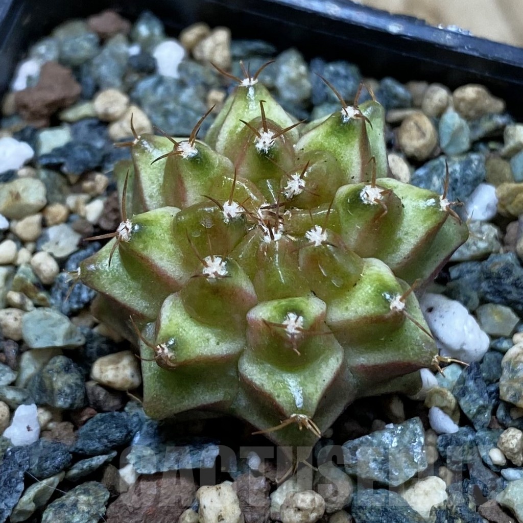 SH24542 Gymnocalycium mihanovichii ‘Neon’ hybrid