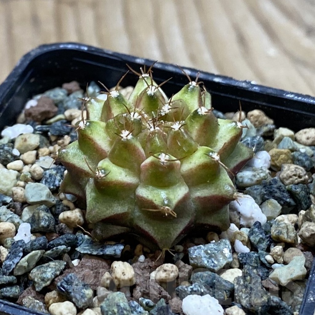 SH24542 Gymnocalycium mihanovichii ‘Neon’ hybrid - Image 2