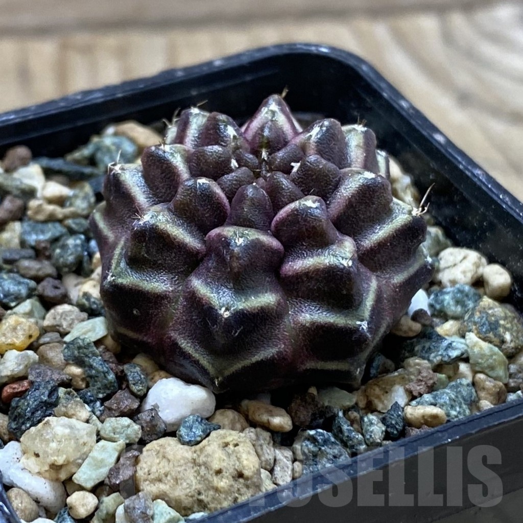 SH24544 Gymnocalycium mihanovichii ‘Day Dream’ - Image 2