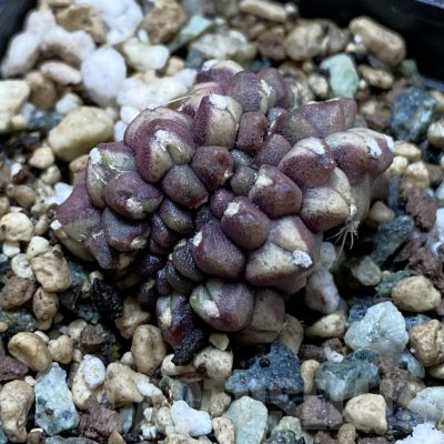 SH24546 Gymnocalycium mihanovichii ‘Day Dream’ f. cristata
