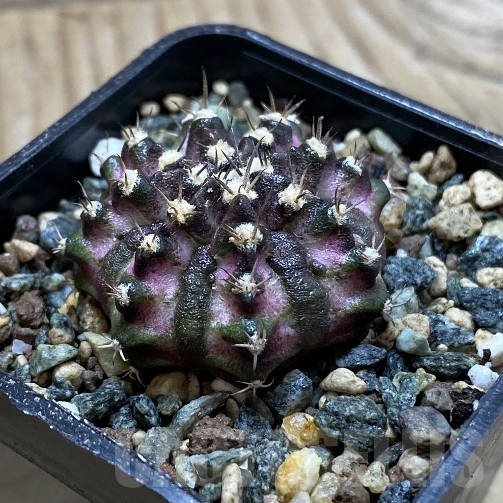 SH24550 Gymnocalycium mihanovichii ‘T-Lux’ - Image 2