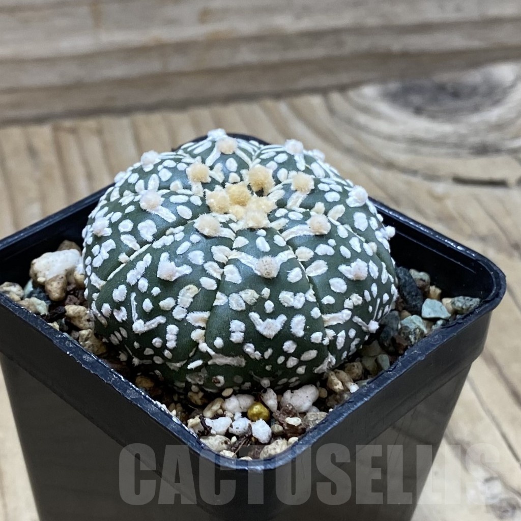 SH24498 Astrophytum asterias ‘Super Kabuto’ V-type - Image 2