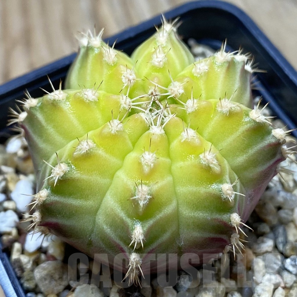 SH24551 Gymnocalycium mihanovichii ‘Neon’ hybrid, seedling