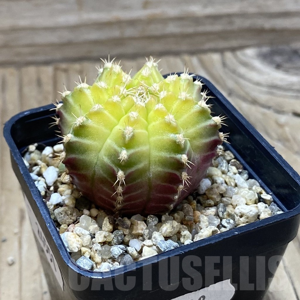 SH24551 Gymnocalycium mihanovichii ‘Neon’ hybrid, seedling - Image 2