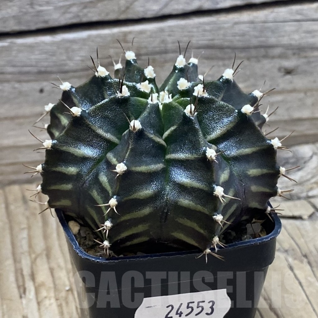 SH24553 Gymnocalycium mihanovichii ‘Black Widow’, seedling - Image 2