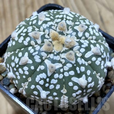 SH24502 Astrophytum asterias ‘Super Kabuto’ V-type