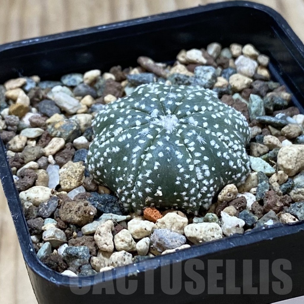 SH24503 Astrophytum asterias ‘Star Shape’ - Image 2