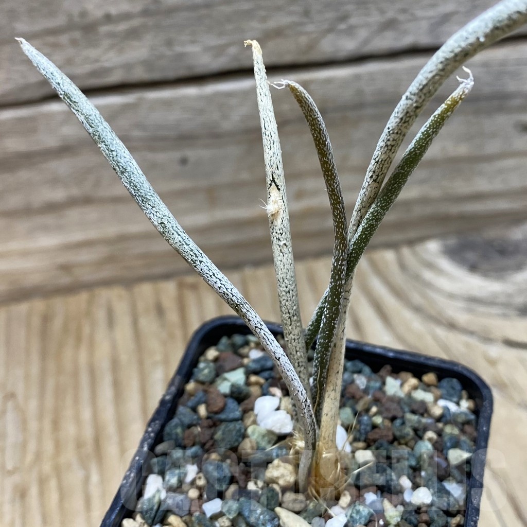 SH24506 Astrophytum caput-medusae
