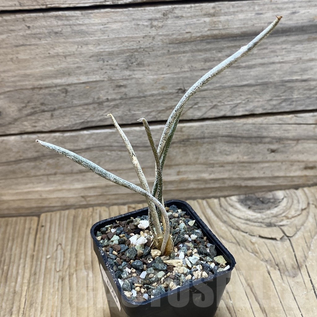 SH24506 Astrophytum caput-medusae - Image 2