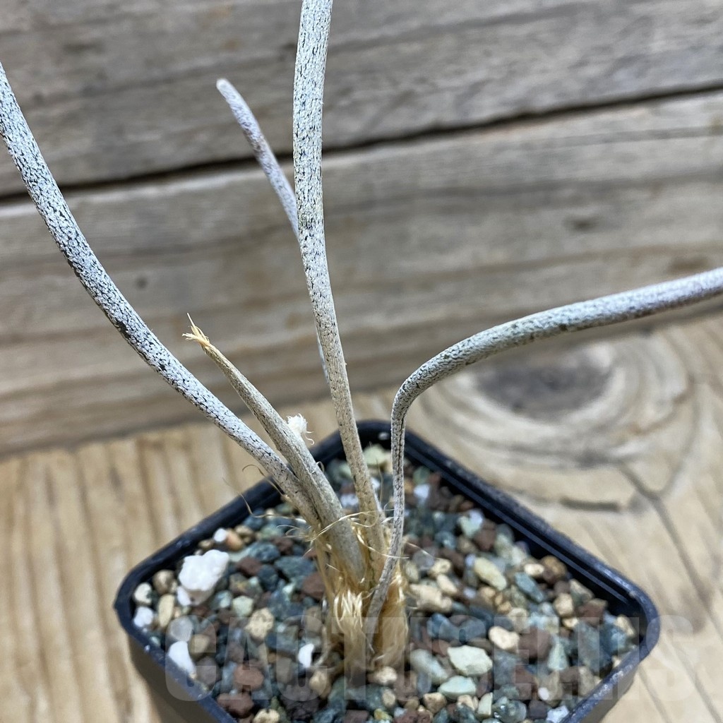 SH24507 Astrophytum caput-medusae