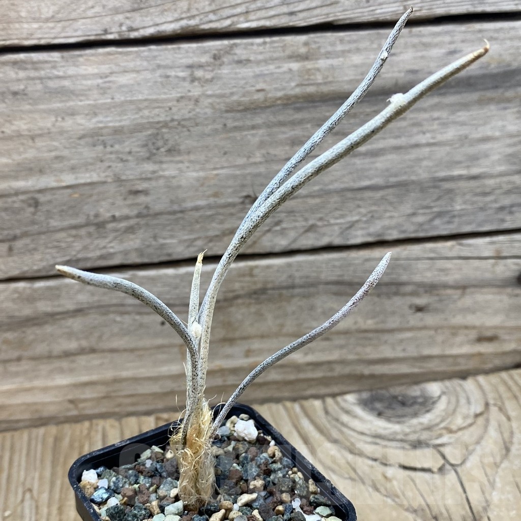 SH24507 Astrophytum caput-medusae - Image 2