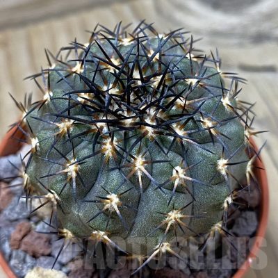 SH24512 Copiapoa calderana SL 19-24, grafted