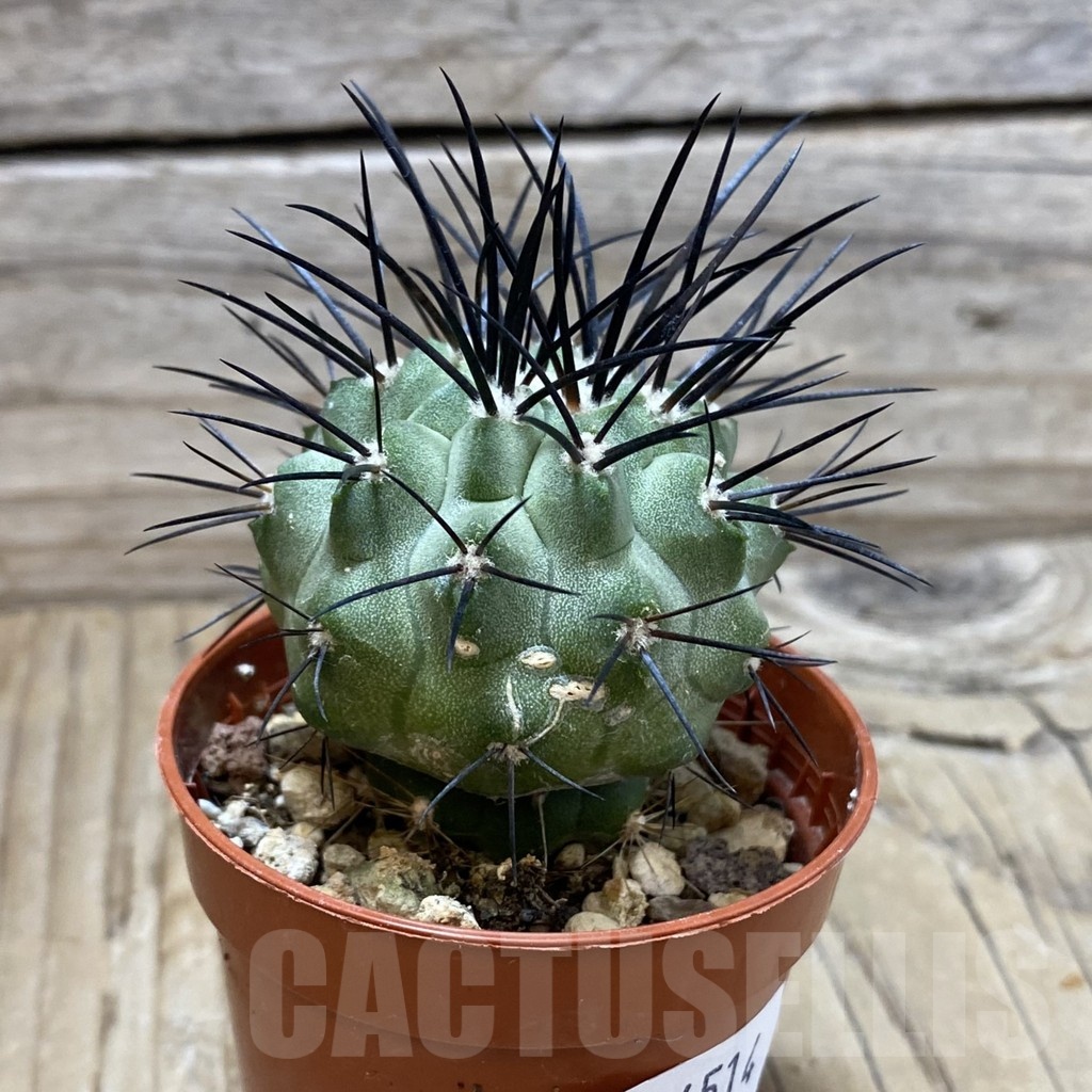 SH24514 Copiapoa dealbata SI-54-24, grafted - Image 2
