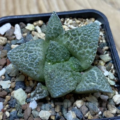 SH24520 Ariocarpus fissuratus ‘Godzilla’ hybrid, seedling, own roots