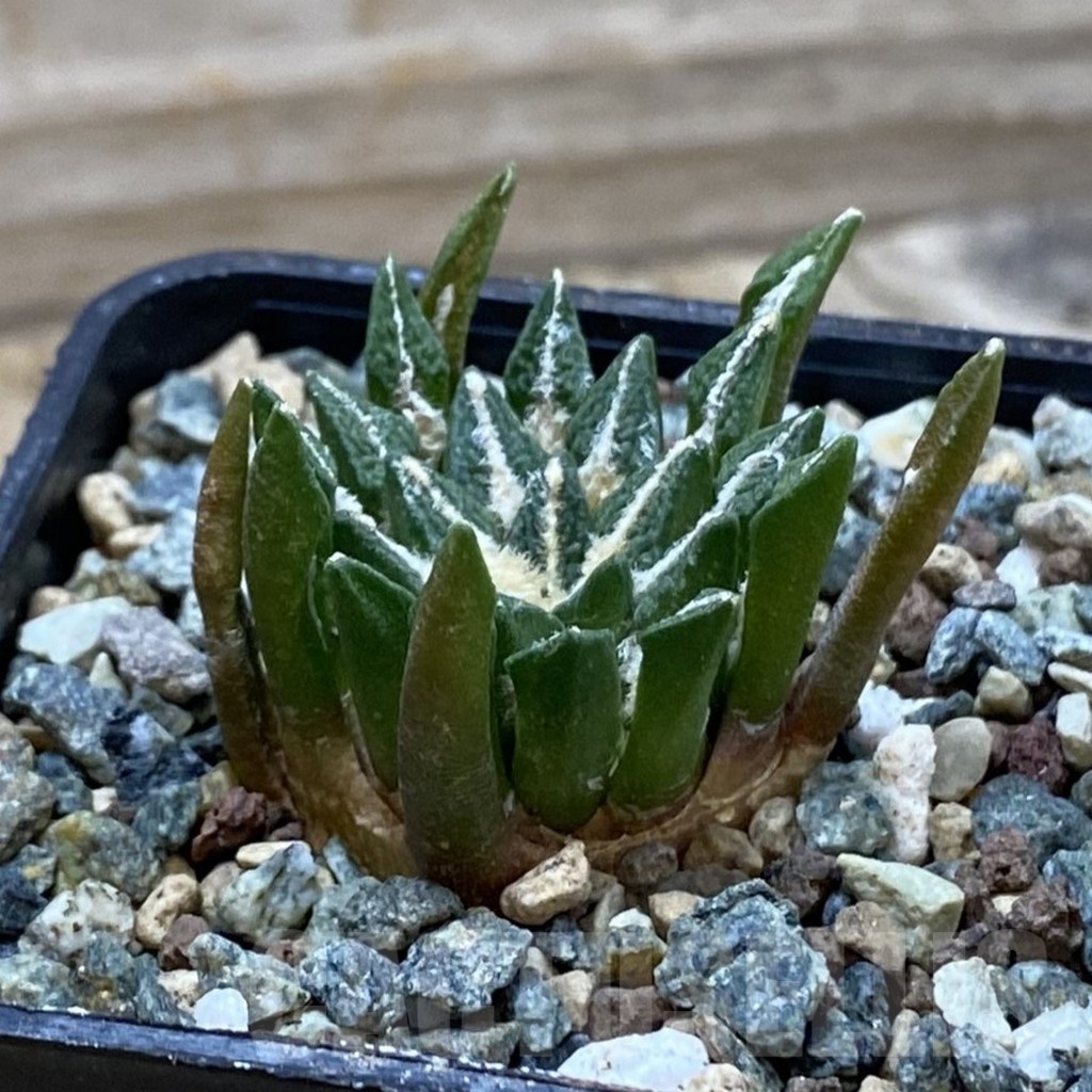 SH24521 Ariocarpus kotschoubeyanus hybrid, own roots - Image 2