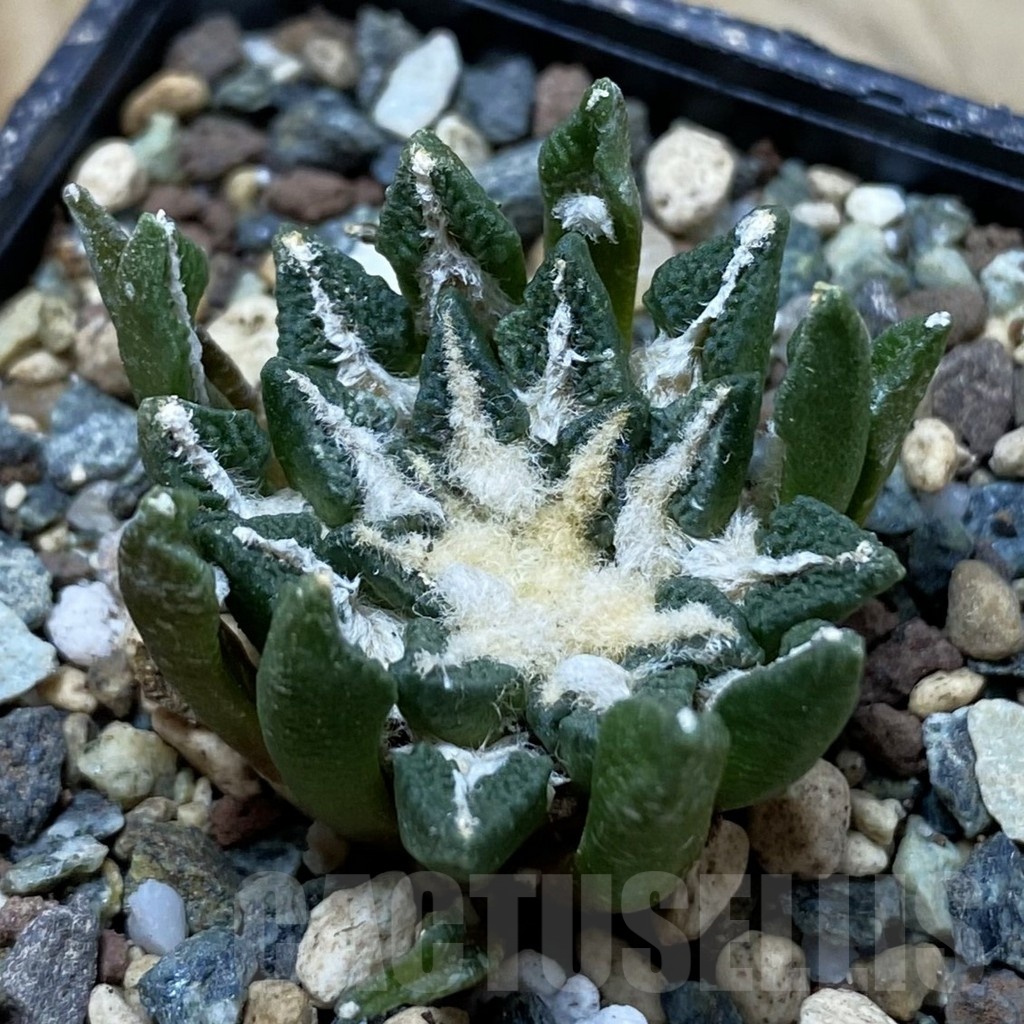 SH24522 Ariocarpus kotschoubeyanus hybrid, own roots