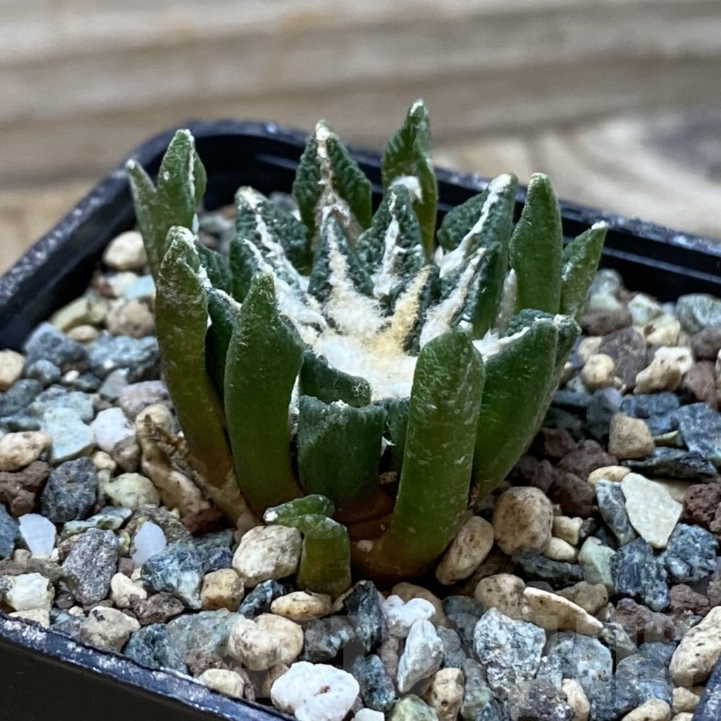 SH24522 Ariocarpus kotschoubeyanus hybrid, own roots - Image 2