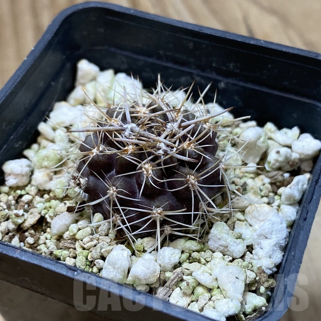 SH24684 Neoporteria curvispina - Image 2