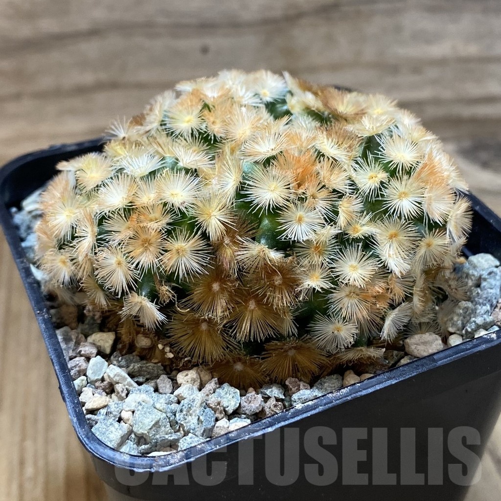 SH24685 Mammillaria carmenae ‘Buddha’ hybrid - Image 2
