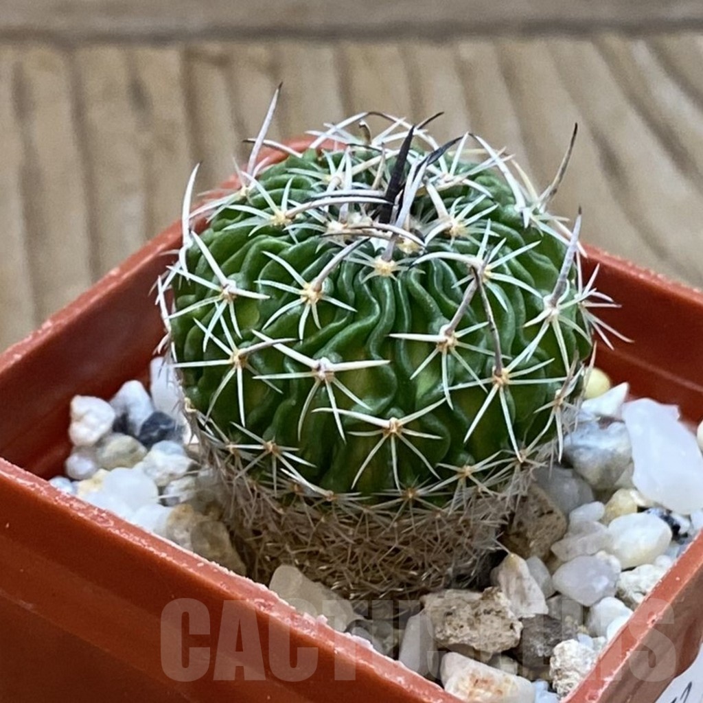SH24652 Echinofossulocactus sp. CB 011075 - Image 2