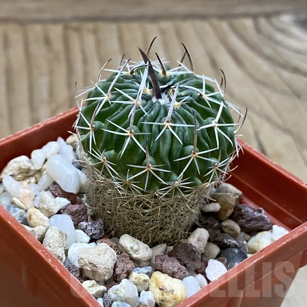 SH24653 Echinofossulocactus sp. CB 011075 - Image 2