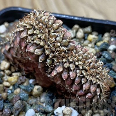 SH24700 Gymnocalycium mihanovichii f. cristata