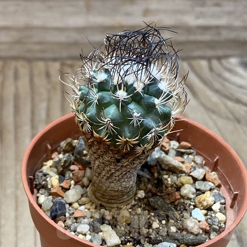 SH24654 Turbinicarpus pseudomacrochele, 6 years old - Image 2