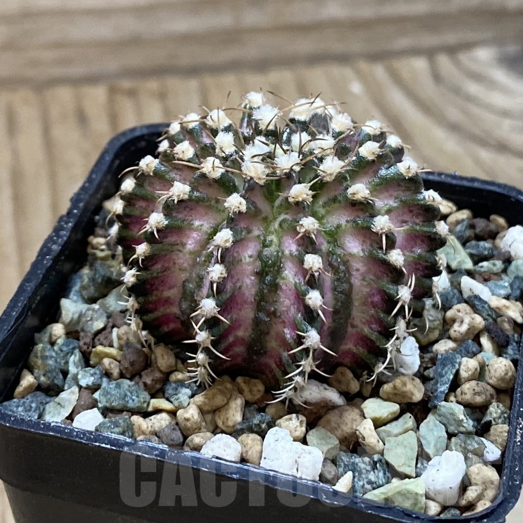 SH24709 Gymnocalycium mihanovichii ‘T-Lux’ - Image 2