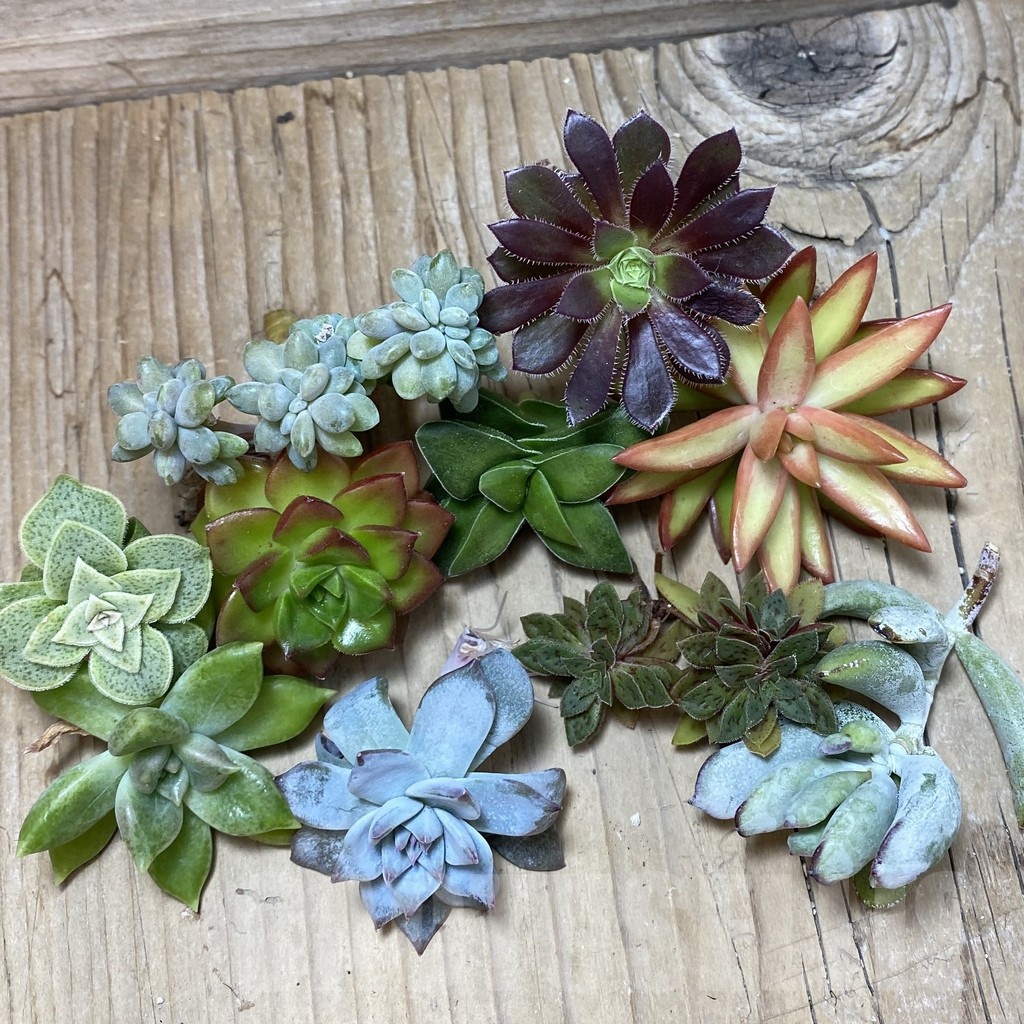 SH24748 Succulents mix, cuted - Image 2