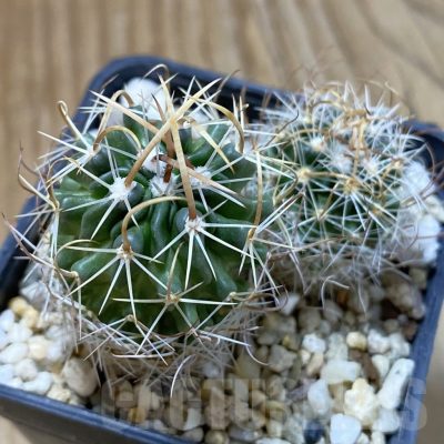 SH24657 Echinofossulocactus arrigens, 2 plants, seedling