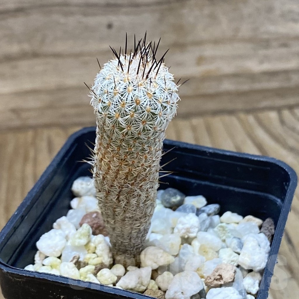 SH24660 Turbinicarpus zaragosae - Image 2