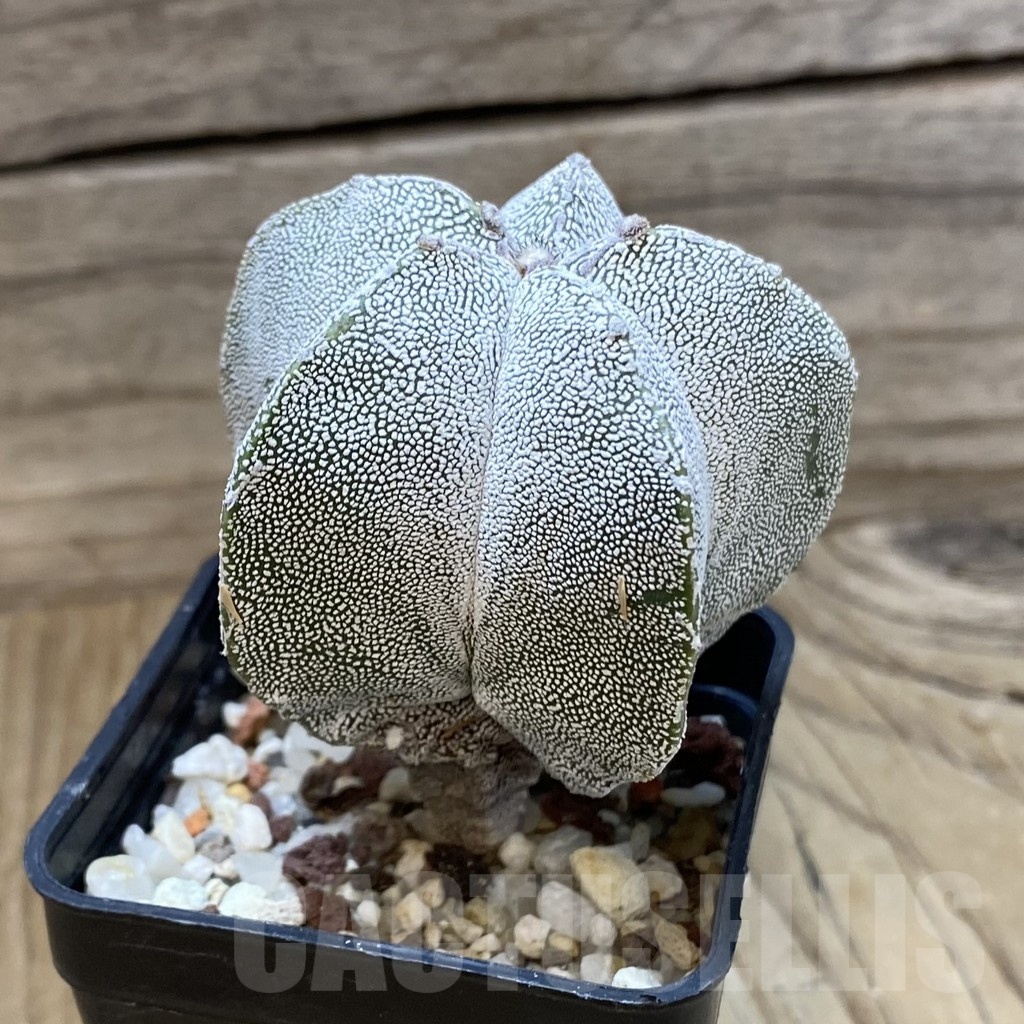 SH24663 Astrophytum myriostigma ‘Onzuka’ - Image 2
