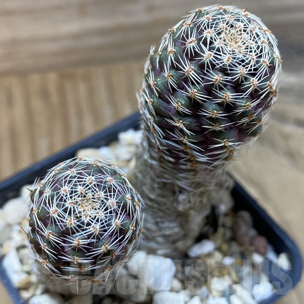 SH24650 Mediolobivia haagei v. orurensis KK968, 2 plants