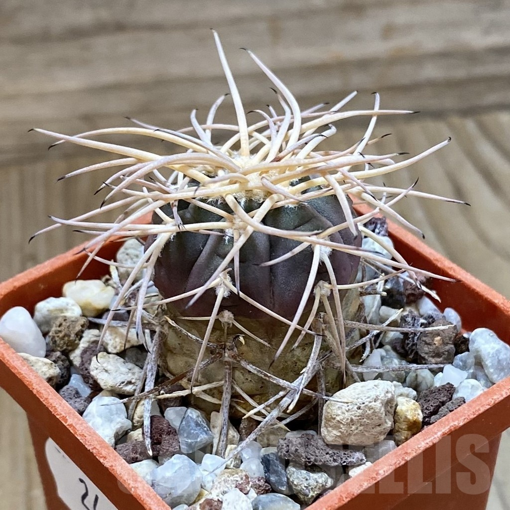 SH24665 Gymnocalycium cardenasianum - Image 2