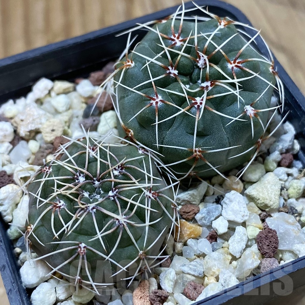 SH24666 Gymnocalycium baldianum, 2 plants