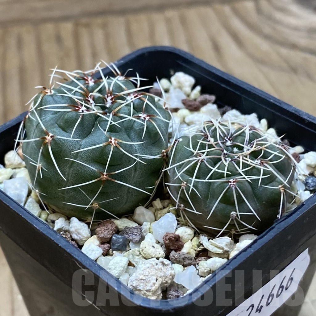 SH24666 Gymnocalycium baldianum, 2 plants - Image 2