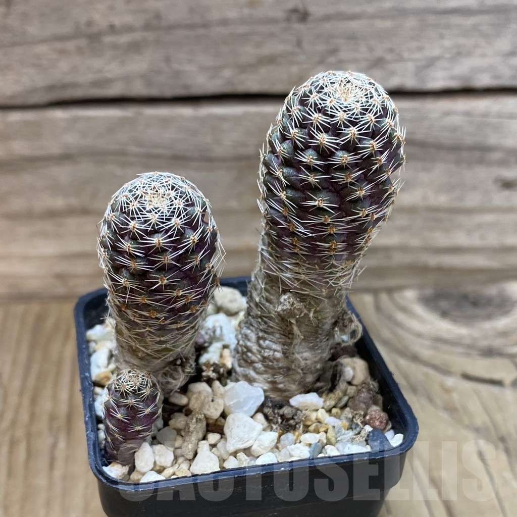 SH24650 Mediolobivia haagei v. orurensis KK968, 2 plants - Image 2