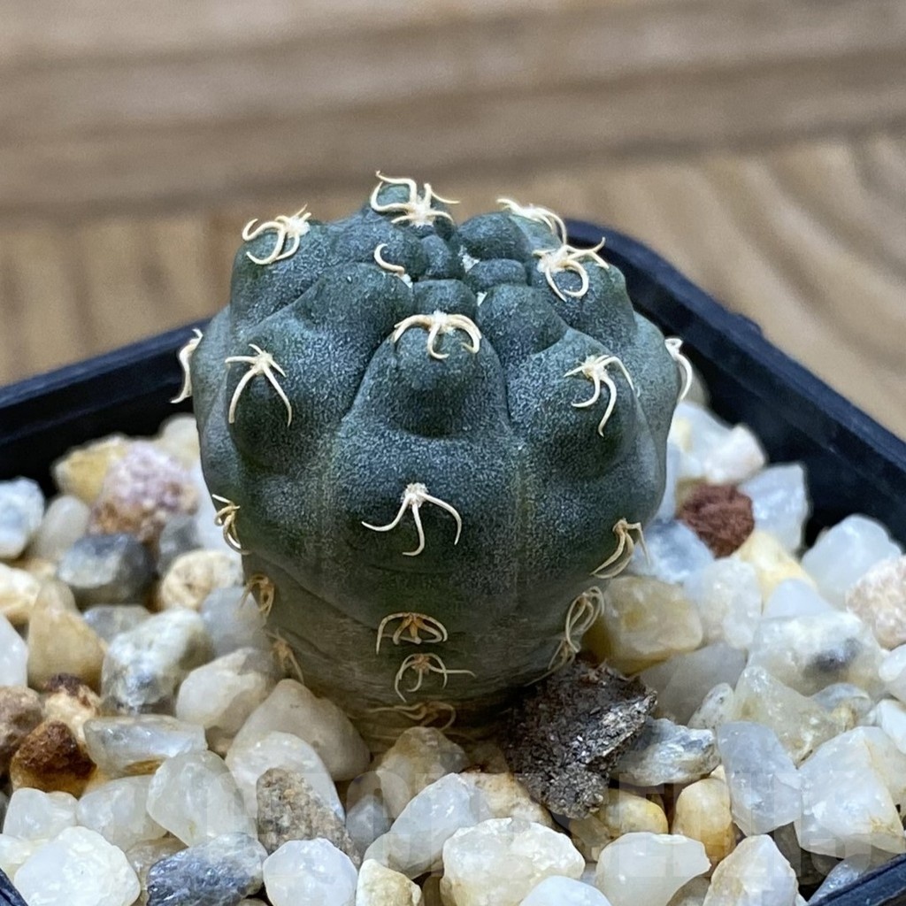 SH24669 Gymnocalycium uebelmannianum VG 669 - Image 2