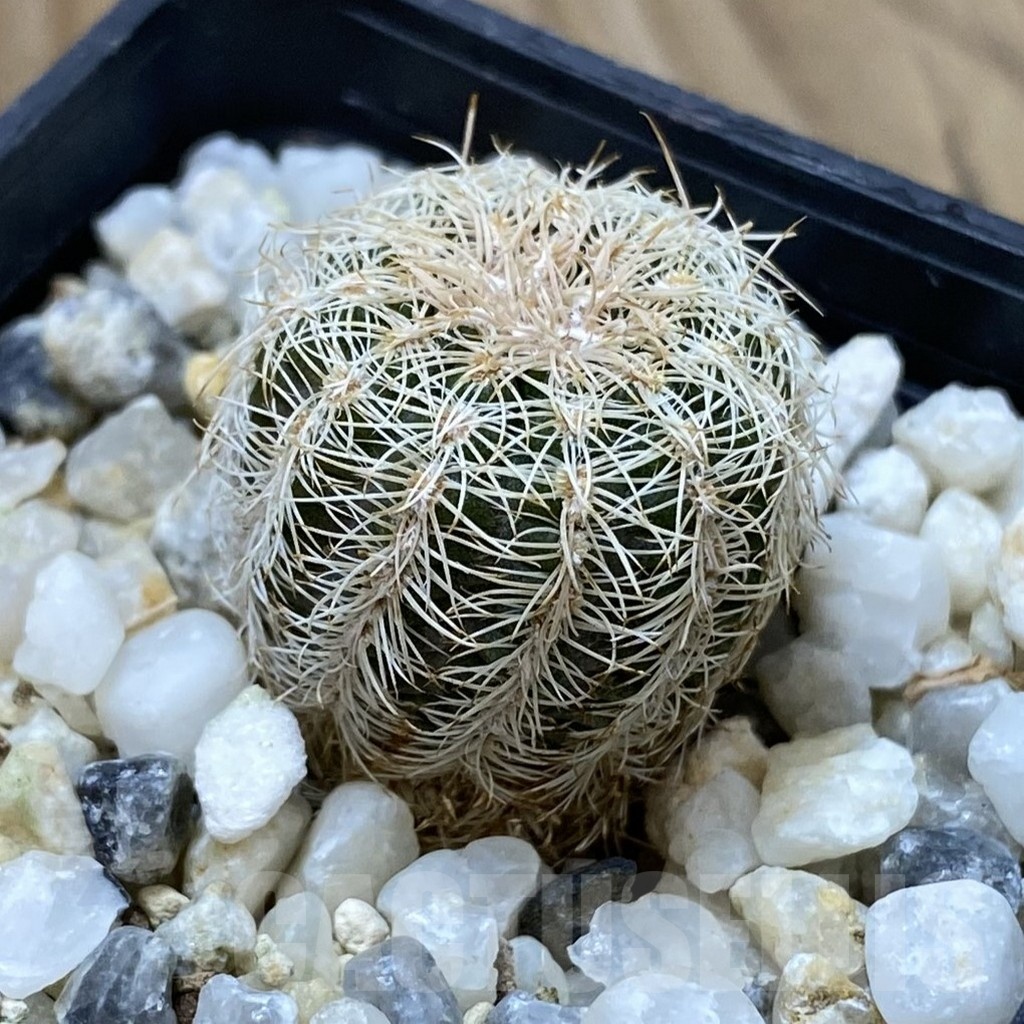SH24671 Gymnocalycium bruchii, Bercht 2045 - Image 2