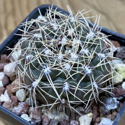 SH24677 Gymnocalycium sp. amerhauseri x altagraciense