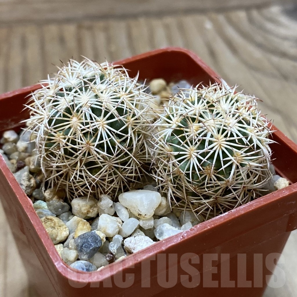 SH24680 Coryphantha werdermannii SB 575, 2 plants - Image 2